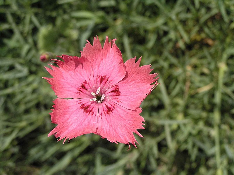 File:常夏石竹(地被石竹) Dianthus plumarius -上海植物園 Shanghai Botanical Garden- (9204835507).jpg