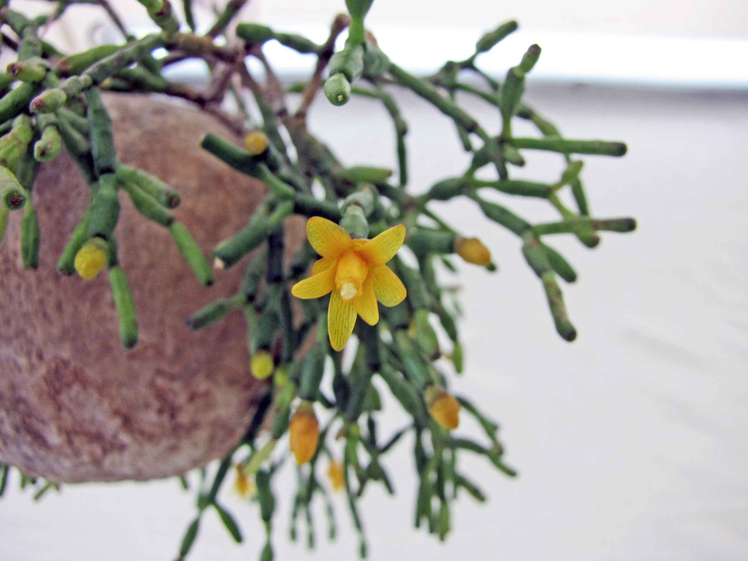 File 猿戀葦 Hatiora Salicornioides 香港花展 Hong Kong Flower Show Jpg Wikimedia Commons