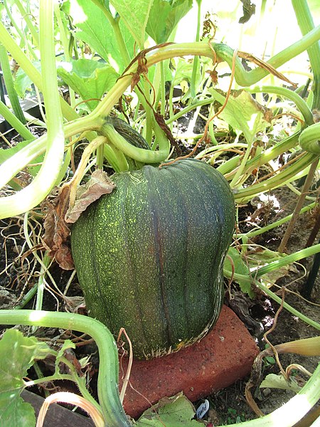 File:-2019-08-13 Field pumpkin, Trimingham, Norfolk (2).JPG