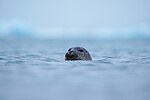 Thumbnail for File:021 Wild smiling harbor seal at Jökulsárlón (Iceland) Photo by Giles Laurent.jpg
