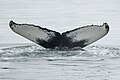 * Nomination Humpback whale tail (Megaptera novaeangliae) at Ísafjarðardjúp 5/6 --Giles Laurent 00:07, 21 April 2024 (UTC) * Promotion  Support Good quality. --Ermell 05:26, 21 April 2024 (UTC)