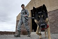 Miniatyrbild för United States Air Force Security Forces