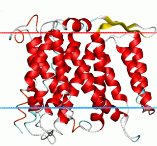 <span class="mw-page-title-main">Sodium–hydrogen antiporter</span>