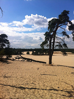 Parco nazionale De Loonse en Drunense Duinen