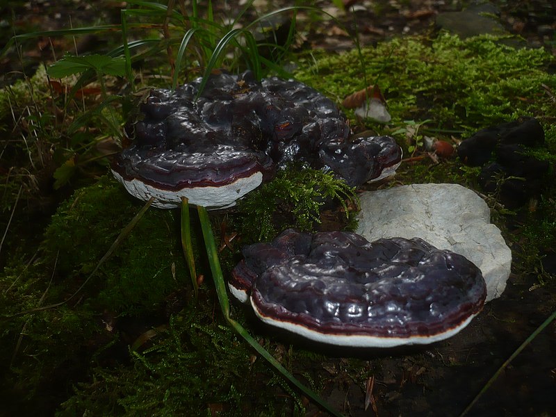 File:2012-09-15 Ganoderma carnosum Pat 310740.jpg