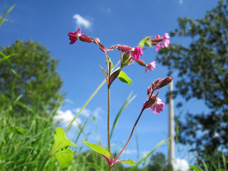 File:20120803Silene dioica2.jpg