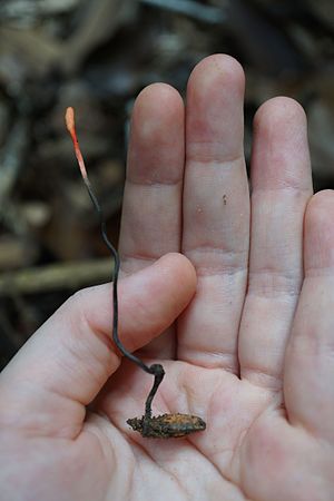 2014-08-24 Ophiocordyceps nutans (Pat.) G.H. Sung, J.M. Sung, Hywel-Jones & Spatafora 456271.jpg