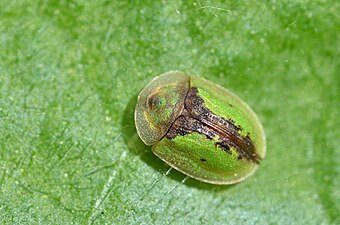 Cassida vibex