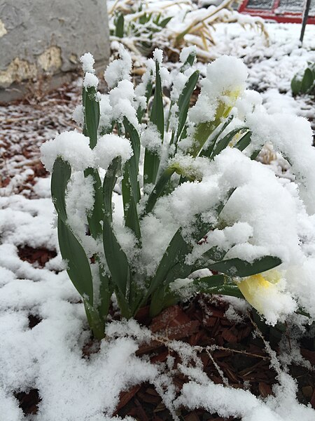 File:2015-04-08 07 29 05 A wet spring snow on Daffodils along South 9th Street in Elko, Nevada.jpg