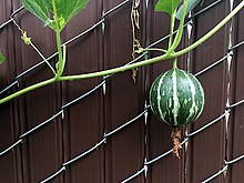 Volunteer watermelon, Pine