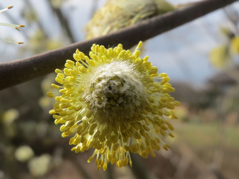 File:20160324Salix caprea2.jpg