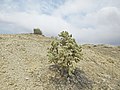 Plant growing in White Dome Nature Preserve, Utah.