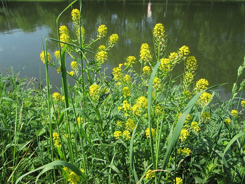 File:20180509Barbarea vulgaris3.jpg