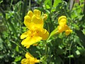 Mimulus guttatus (Gelbe Gauklerblume) nicht einheimisch