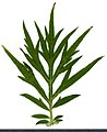 * Nomination Artemisia vulgaris. Leaf adaxial side. --Knopik-som 01:19, 20 September 2021 (UTC)  Support Good quality. Александр Байдуков 02:39, 20 September 2021 (UTC) * Promotion