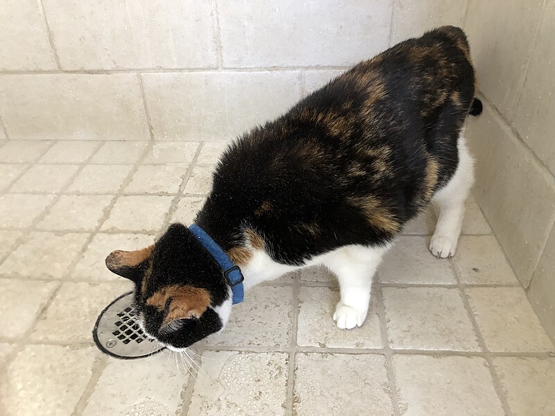 File:2022-06-08 08 54 29 A Calico cat drinking water in a shower in the Mountainview section of Ewing Township, Mercer County, New Jersey.jpg