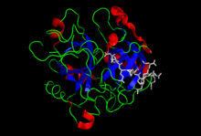 Modèle tridimensionnel de l'enzyme