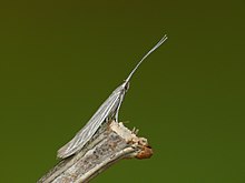 37.072 BF578 Coleophora otidipennella (3525540365) .jpg