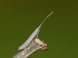 <i>Coleophora otidipennella</i> Species of moth