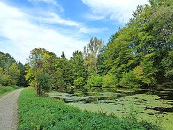 Weiher bei Biberach/Riss (Burrenwald, Schnakenweiher)