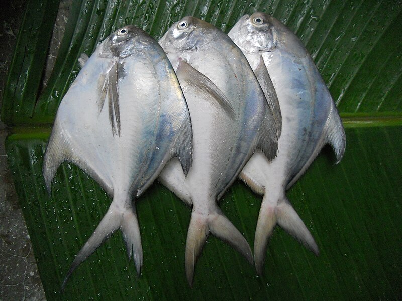 File:AAAVOLI FISH.jpg