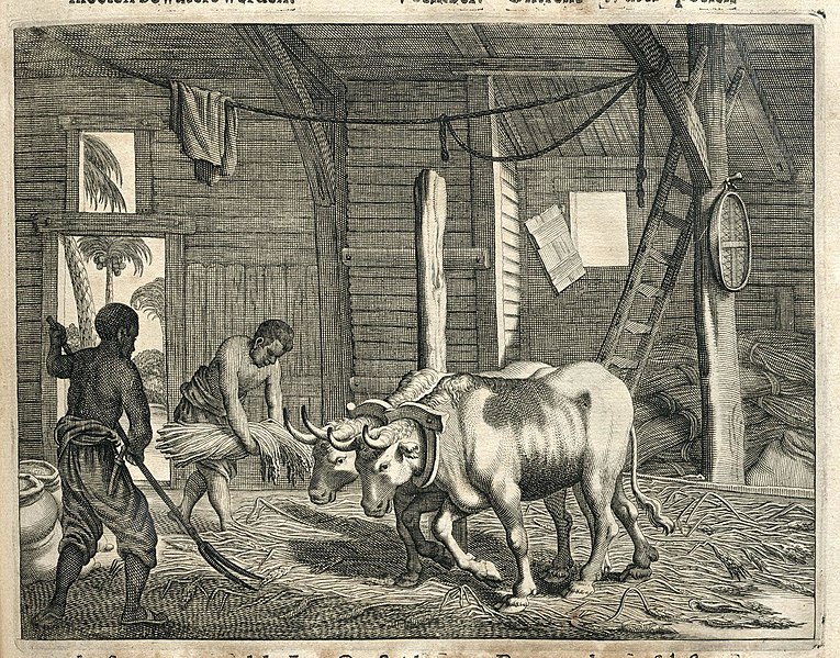 File:AMH-7009-KB Threshing grain with the help of cattle, Ceylon.jpg