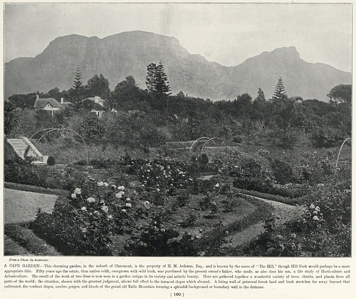 File:A Cape Garden - Claremont, Cape Town 1900.jpg