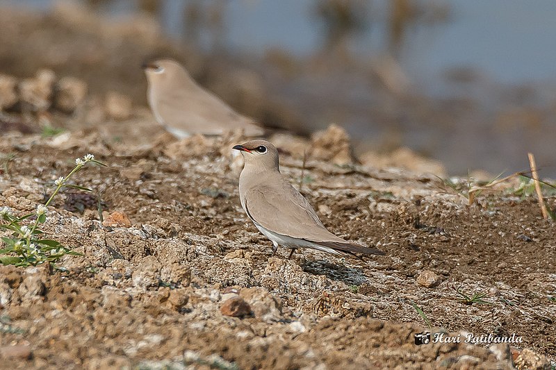 File:A Small Pratincole - in a group of more than 100 (49603117023).jpg