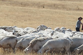 Flock in Mudgegonga, Victoria, Australia A flock of Australian White Sheep in Mudgegonga, Victoria, Australia.jpg