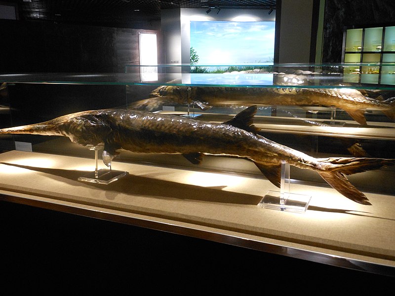 File:A specimen of Psephurus gladius, Museum of Hydrobiological Sciences, Wuhan Institute of Hydrobiology (1).jpg