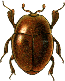 Bacaniini Tribe of beetles