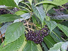 Abrophyllum ornans Elvina Bay. JPG