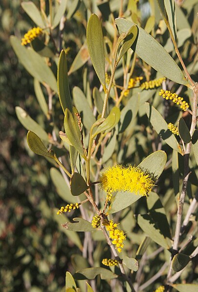 File:Acacia kempeana foliage and flowers.jpg