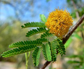 Acacia smallii 4.jpg