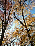 Thumbnail for File:Acer Rubrum Red Maple trees Fall Foliage Autumn Newton Massachusetts.jpg