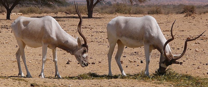 File:Addax-1-Zachi-Evenor-crop.jpg