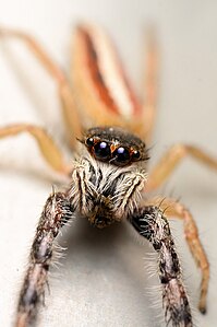 Adult female Marpissa formosa face.jpg