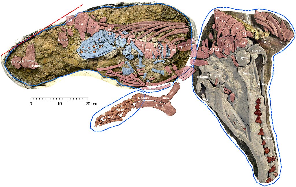 Adult female and fetal Maiacetus