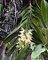 Aerides houlletiana