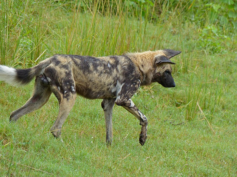 File:African Wild Dog (Lycaon pictus) (14017381654).jpg