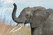 African bush elephant with its trunk raised, a behaviour often adopted when trumpeting African elephant warning raised trunk.jpg