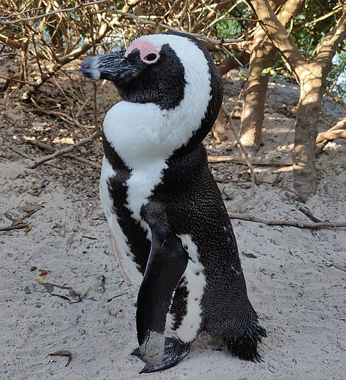 Image: African penguin side profile