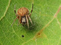 Brede wielwebspin (Agalenatea redii)