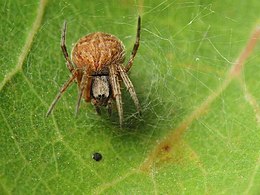 Rudasis rezginuolis (Agalenatea redii)