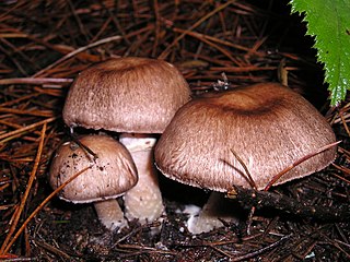 <i>Agaricus subrutilescens</i> Species of fungus