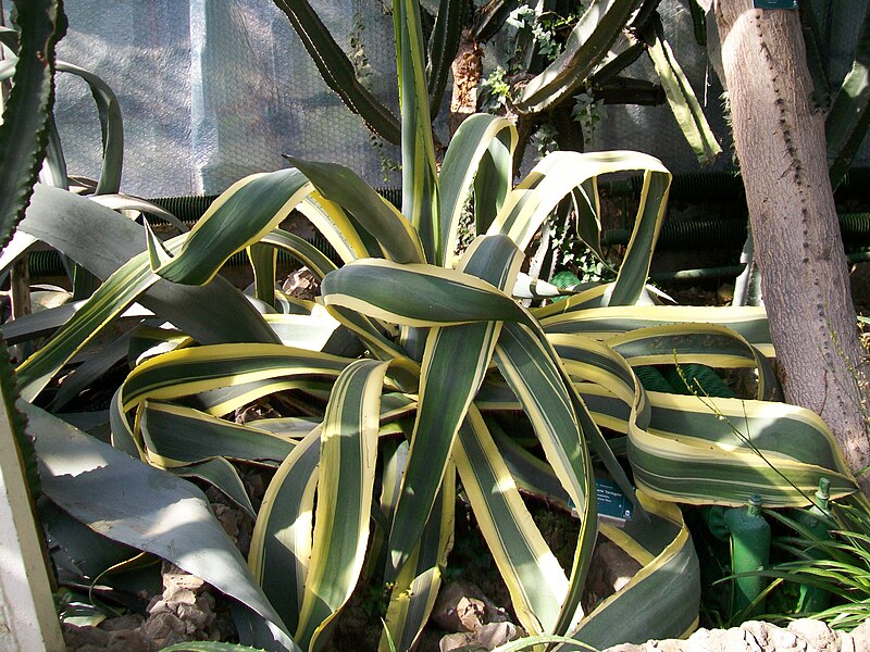 File:Agave americana 'Variegata' WAŁBRZYCH-PALMIARNIA, AB-062.jpg