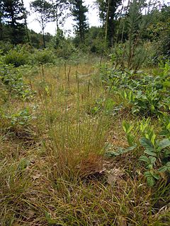 <i>Agrostis vinealis</i> species of plant