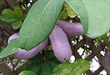 A bunch of Akebia fruit growing on a vine in western Washington) Akebia in PNW.jpg