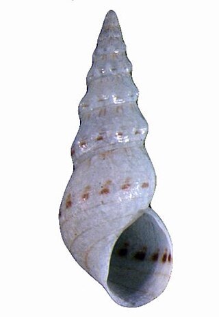 <i>Alaba monile</i> Species of gastropod