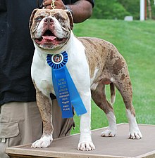 Alapaha blue blood bulldog2.jpg